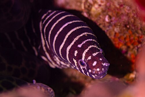 A photo of a Zebra Moray
