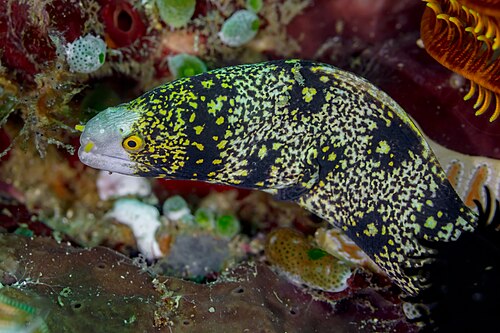 A photo of a Snowflake Eel