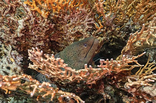 A photo of a Giant Moray