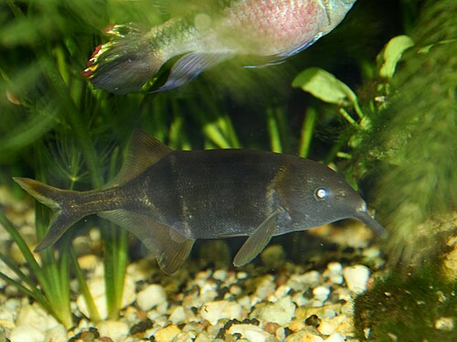 A photo of a Elephant Nose Fish