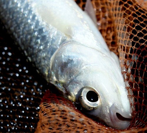 A photo of a Mrigal Carp