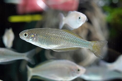 A photo of a Australian Rainbowfish