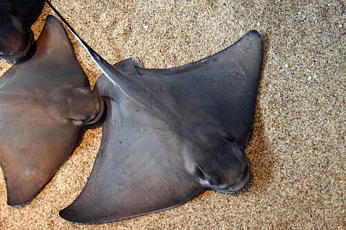 A photo of a Bat Ray