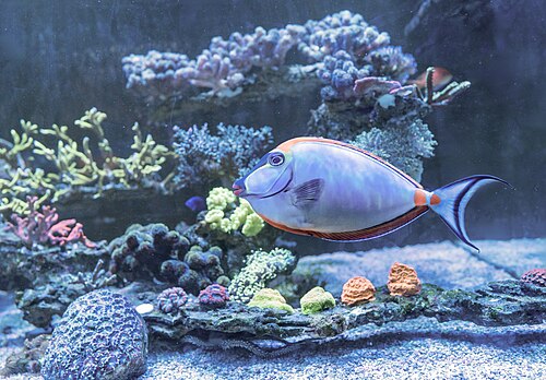 A photo of a Naso Tang