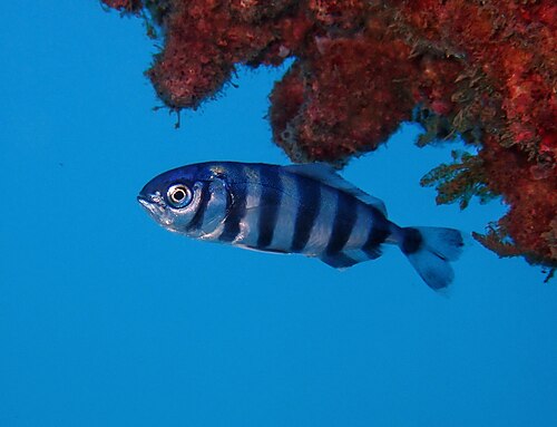A photo of a Pilot Fish