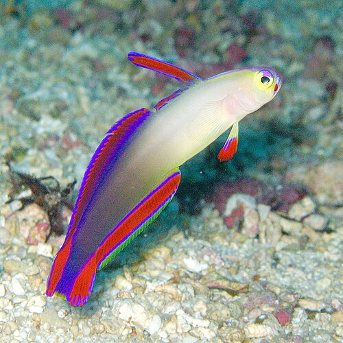 A photo of a Purple Firefish