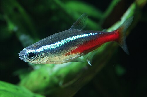 A neon tetra with a glowing blue-and-red horizontal stripe