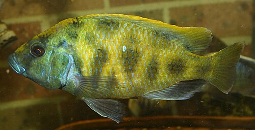 A photo of a Venustus Cichlid