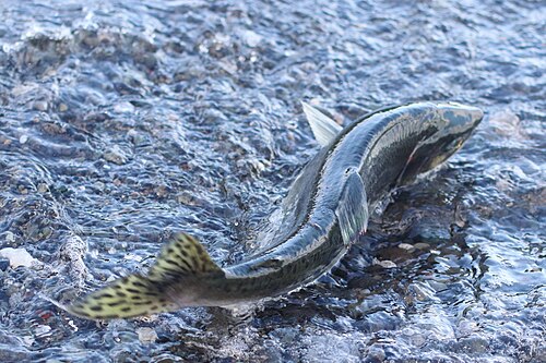 A photo of a Pink Salmon
