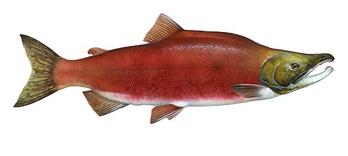 A photo of a Sockeye Salmon