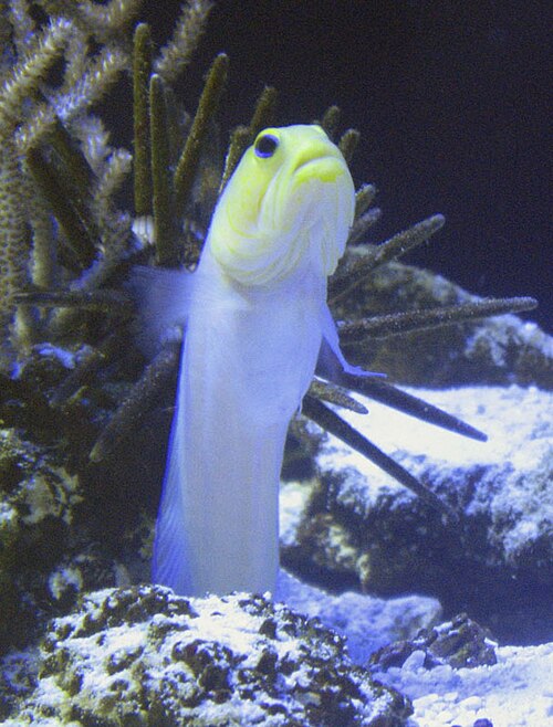 A photo of a Yellowhead Jawfish