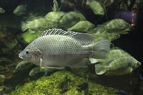 A photo of a Mozambique Tilapia