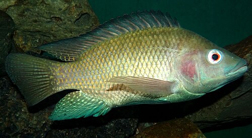 A photo of a Nile Tilapia