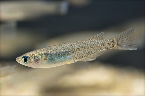 A photo of a Medaka