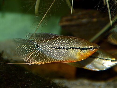 A pearl gourami with a spotted pearly body
