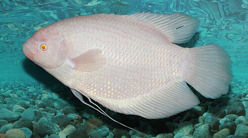 A photo of a Giant Gourami