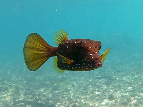 A photo of a Yellow Boxfish
