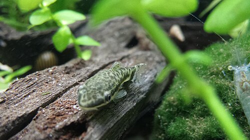 An otocinclus catfish clinging to driftwood