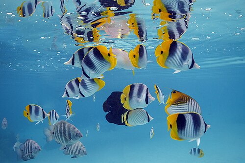 A group of yellow-and-white striped butterflyfish over a reef