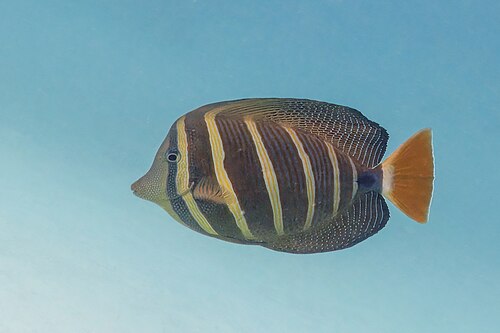 A photo of a Sailfin Tang