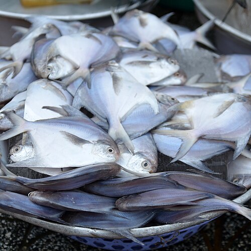 A photo of a Silver Pomfret