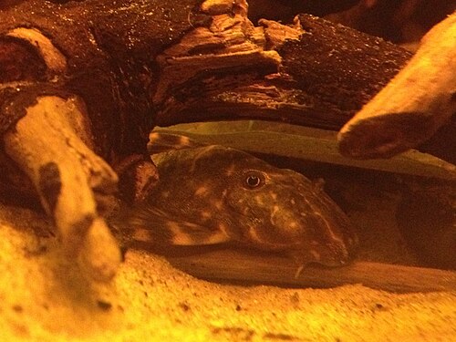 A photo of a Clown Pleco