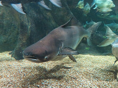 A photo of a Mekong Giant Catfish