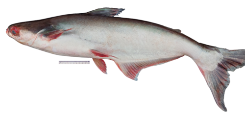 A photo of a Iridescent Shark