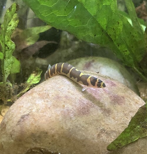 A photo of a Coolie Loach