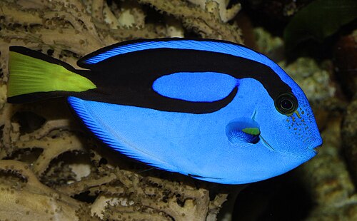 A bright blue tang with black markings and a yellow tail