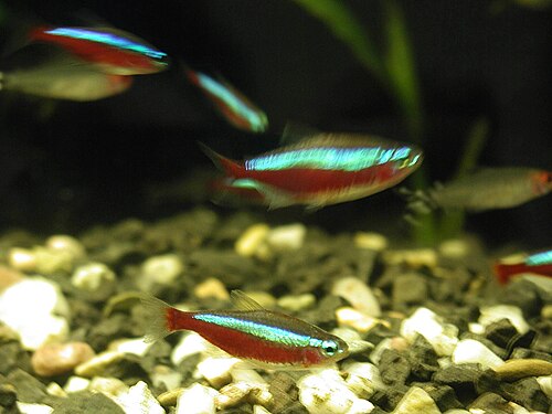 A cardinal tetra showing its blue-and-red horizontal stripes