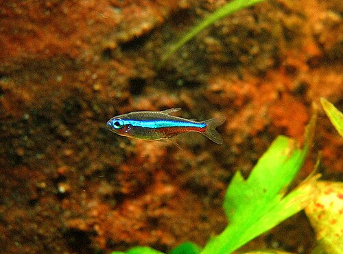 A photo of a Green Neon Tetra