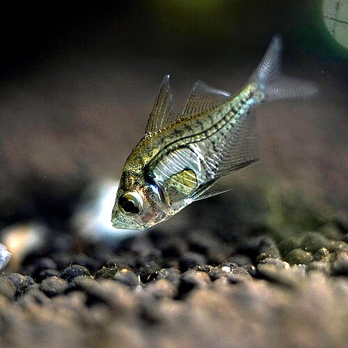 A photo of a Indian Glassfish