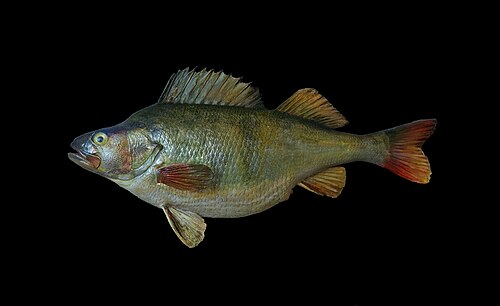 A photo of a European Perch