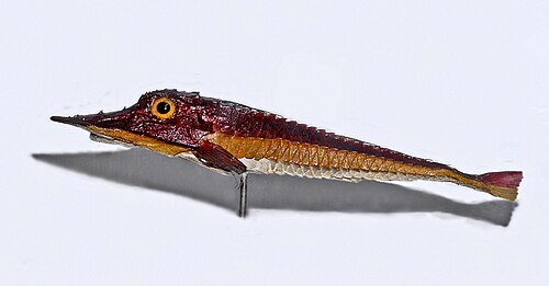 A photo of a Armored Gurnard