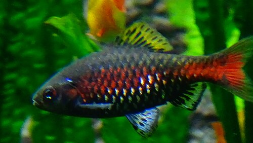 A photo of a Odessa Barb