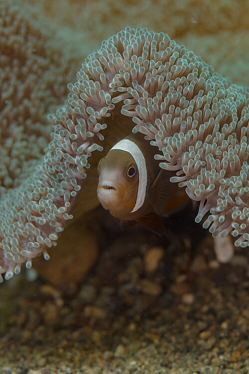 A photo of a Saddleback Clownfish