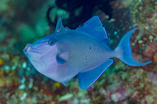 A photo of a Niger Triggerfish