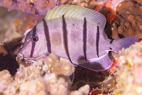 A photo of a Convict Tang