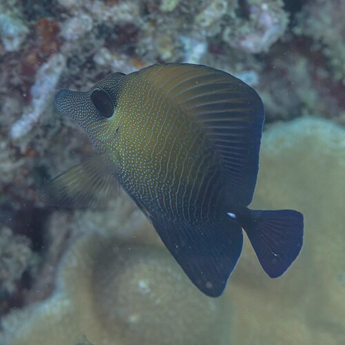 A photo of a Scopas Tang