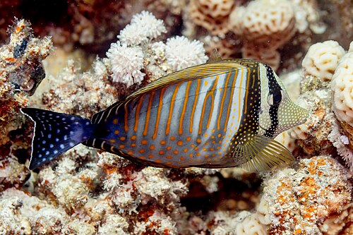 A photo of a Desjardin's Sailfin Tang