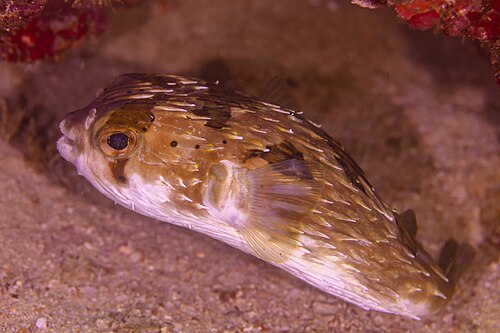 A photo of a Porcupine Pufferfish