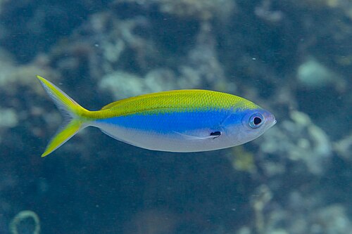 A photo of a Yellowback Fusilier
