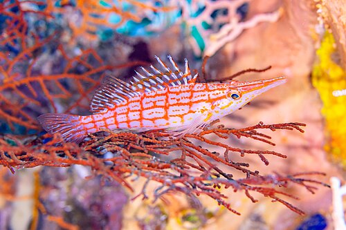 A longnose hawkfish with a crosshatched pattern