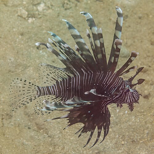 A red-and-white striped lionfish with long venomous fin spines