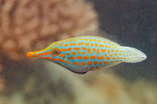 A photo of a Orange Spotted Filefish