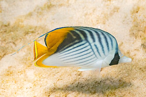 A photo of a Auriga Butterflyfish