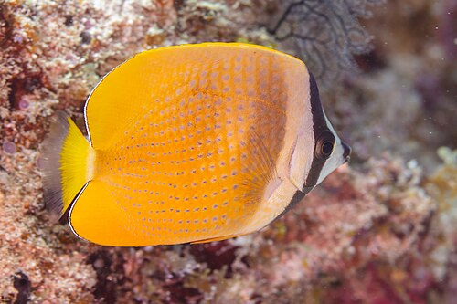 A photo of a Klein's Butterflyfish