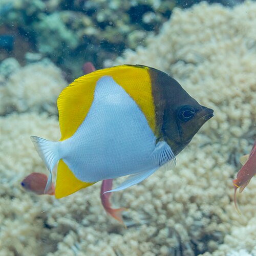 A photo of a Pyramid Butterflyfish