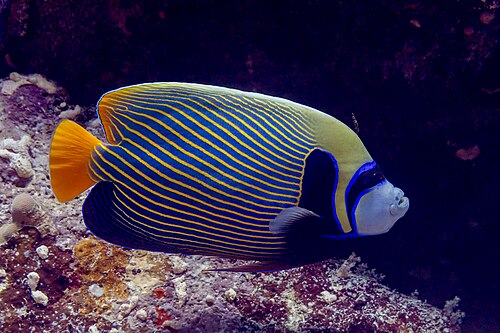 An adult emperor angelfish with blue-yellow stripes